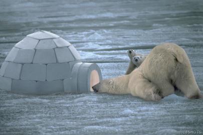 Arctic Guests:)